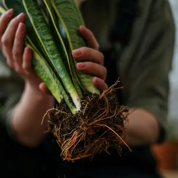 repotting snake plant