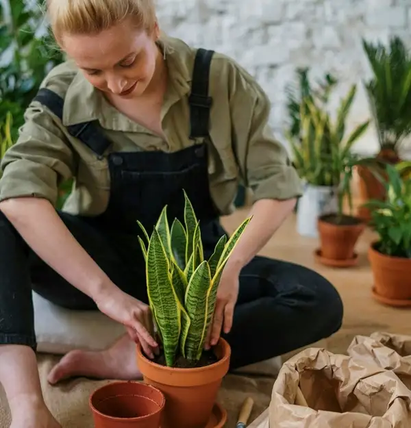 repotting snake plants