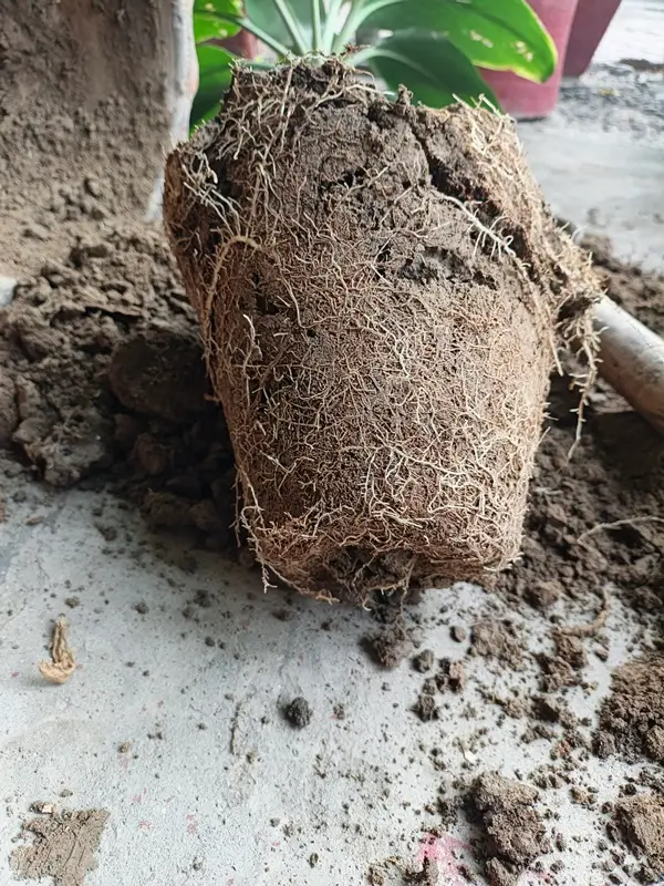 Can dracaena grow in water - Dracaena root system showing healthy soil roots before treating dracaena root rot in water.