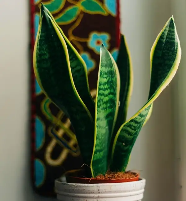 sansevieria plant care