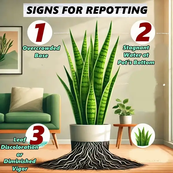 signs for repotting snake plants