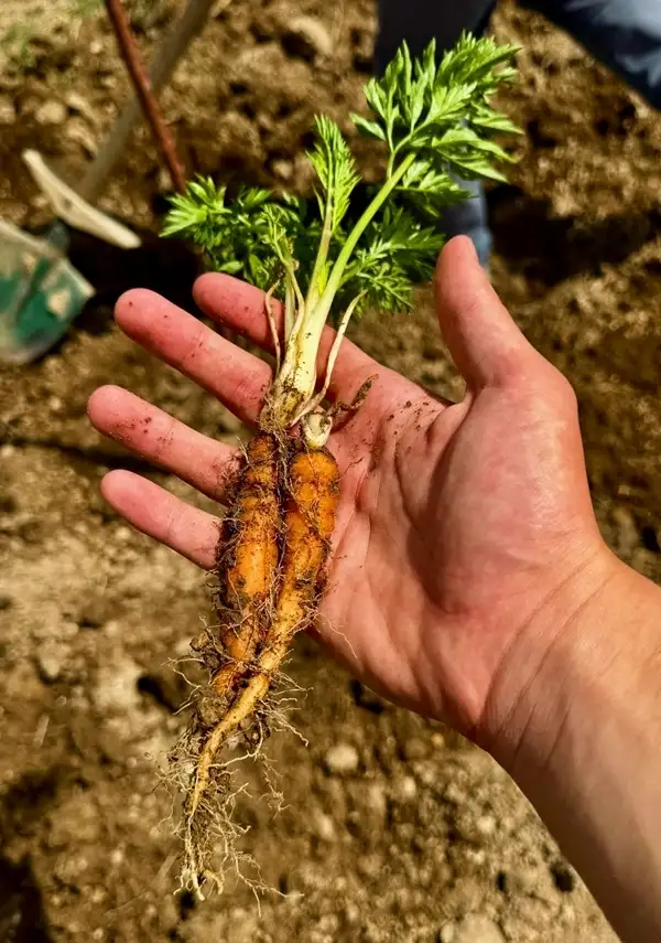 signs your carrots are ready to be harvested - harvesting baby carrots - when and how to harvest carrots at home