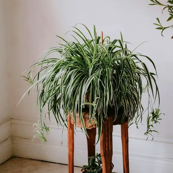 signs your spider plant isn’t getting enough light