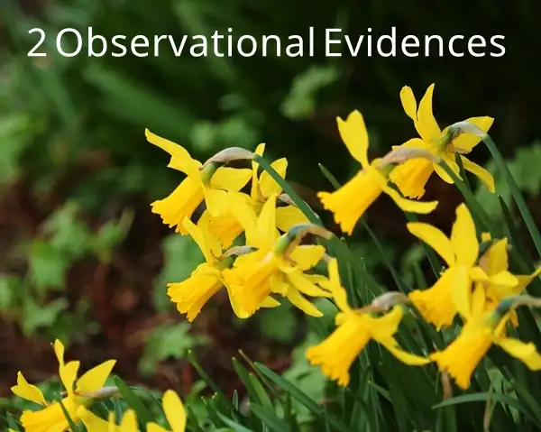 smart gardening with deer and daffodil bulbs