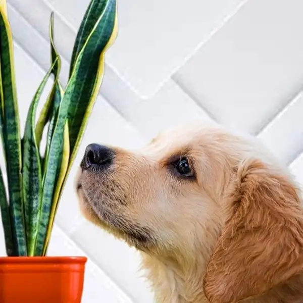 snake plant and dog