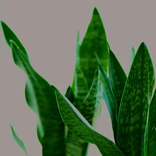 snake plant benefits at home