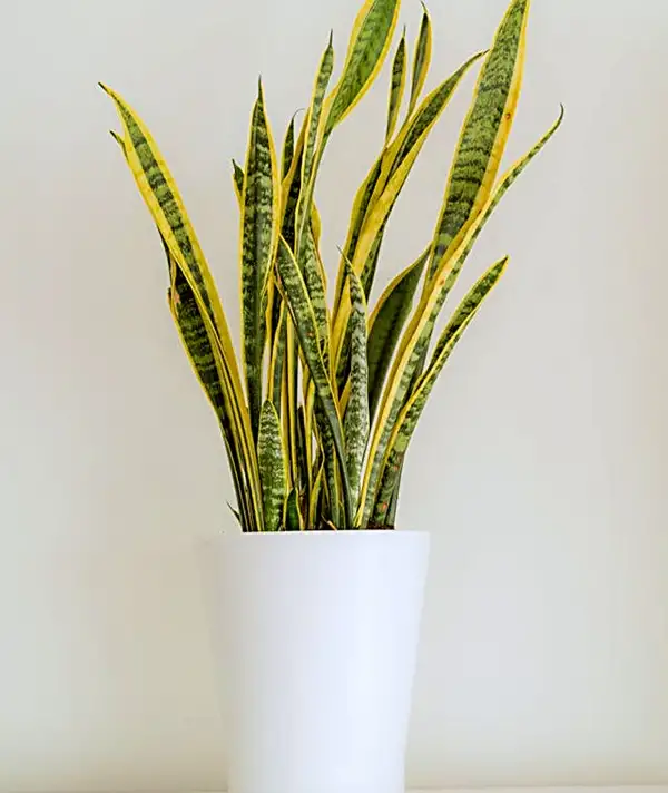 snake plant care guide