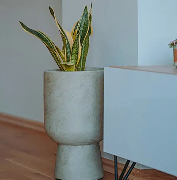 snake plant care indoors