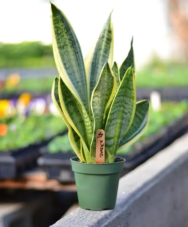 snake plant care indoors