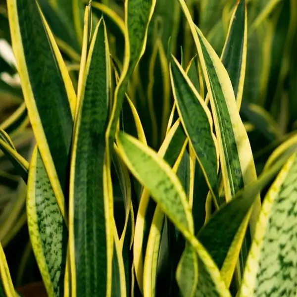 snake plant in sun