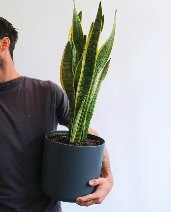 snake plant indoors size