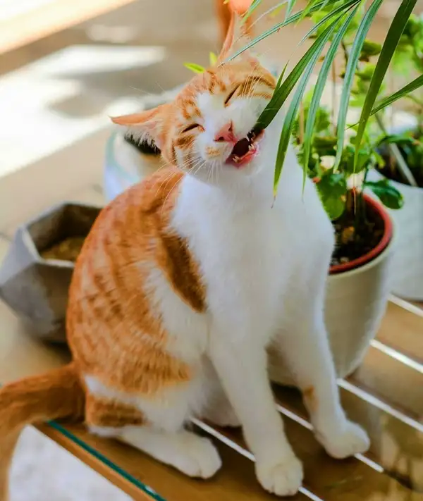 snake plant is poisonous to cats