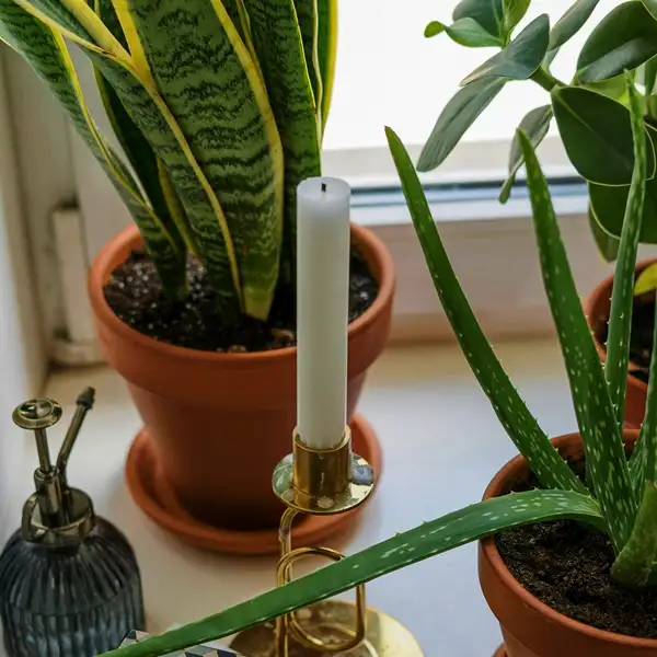 snake plant near window indoors