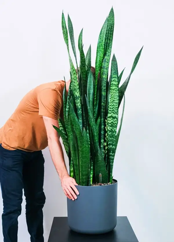 snake plant outdoors size