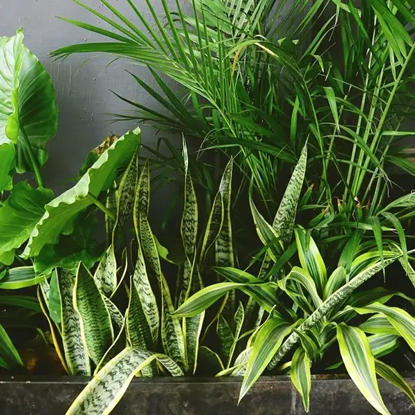 snake plant pair with croton plant