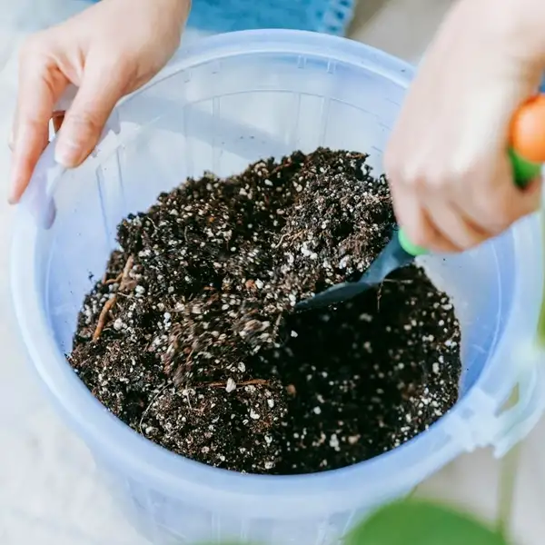 snake plant repot soil