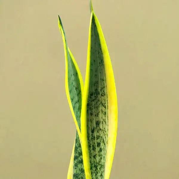 snake plant succulent