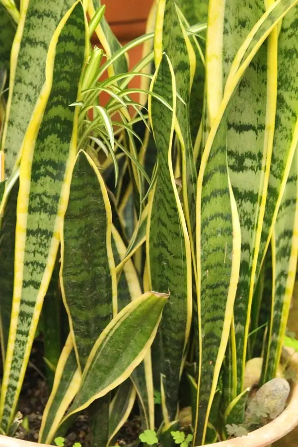 snake plant turning yellow