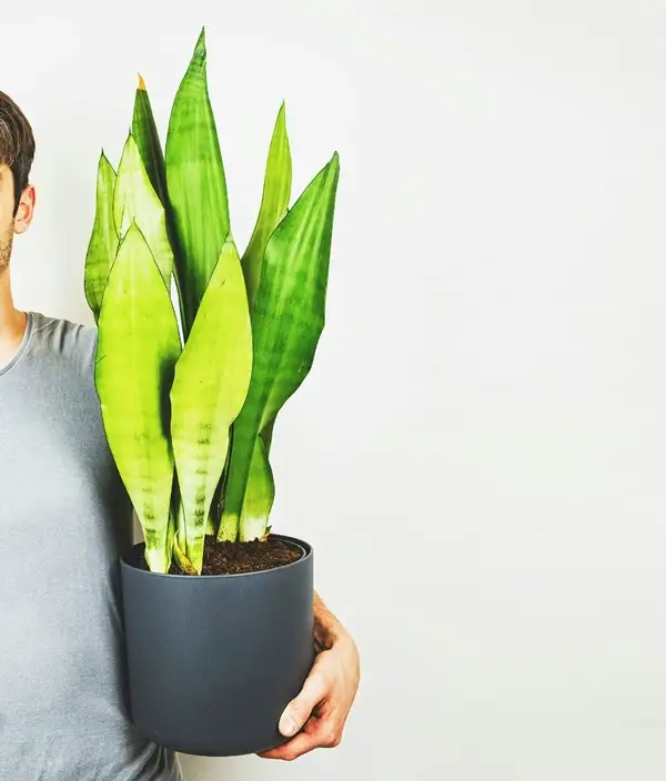 snake plant varieties and their sizes