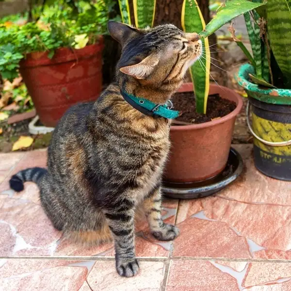 snake plants toxic to cats