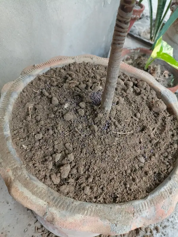 How to Propagate Dracaena in Soil - Step by Step Soil Propagation Guide