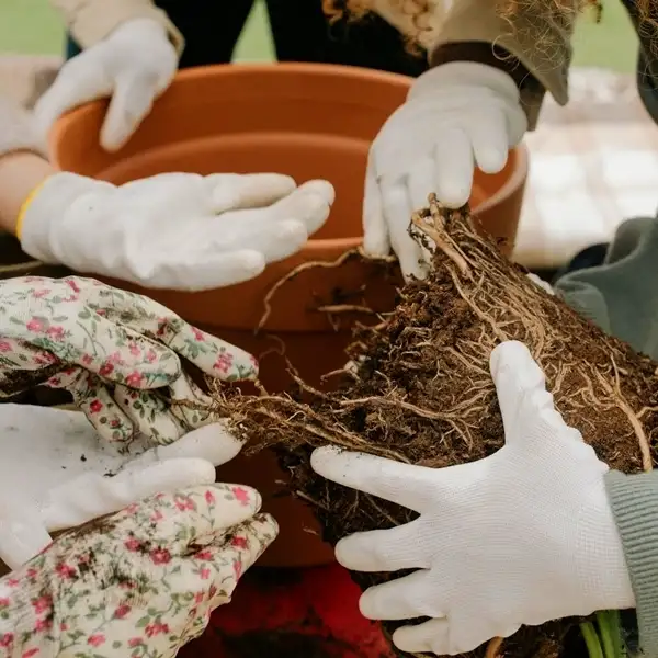 some gardeners wearing garden gloves and working on a pot