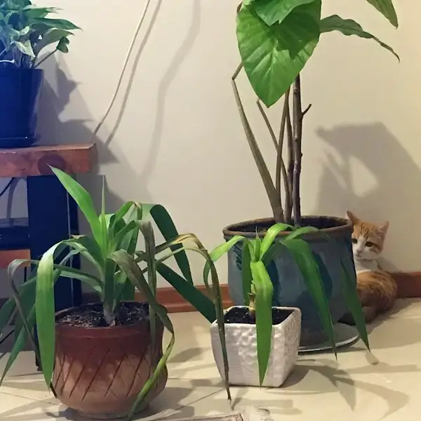 spider plant and cats