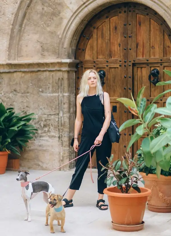 spider plant and dogs