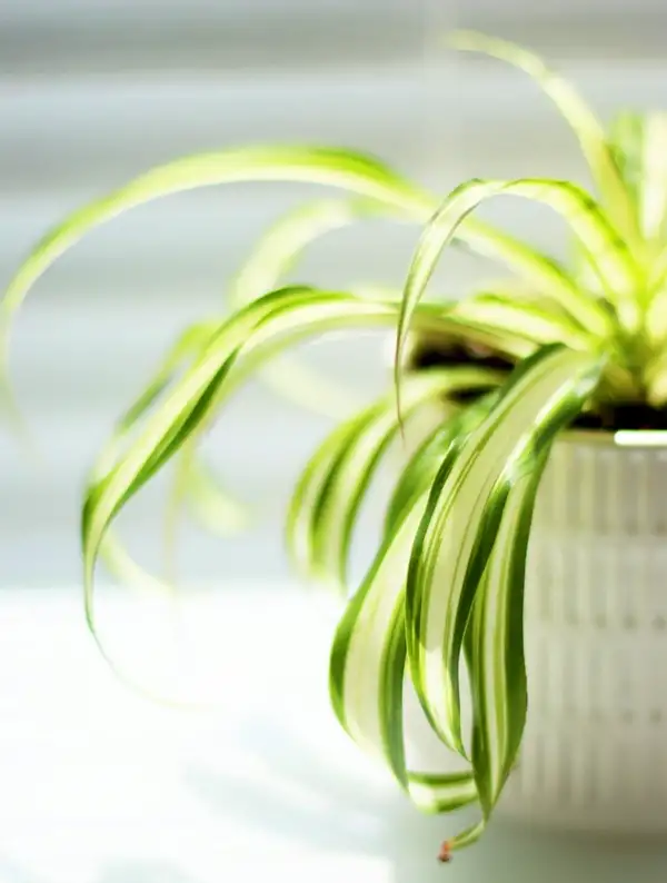 spider plant babies spiderettes for propagation process