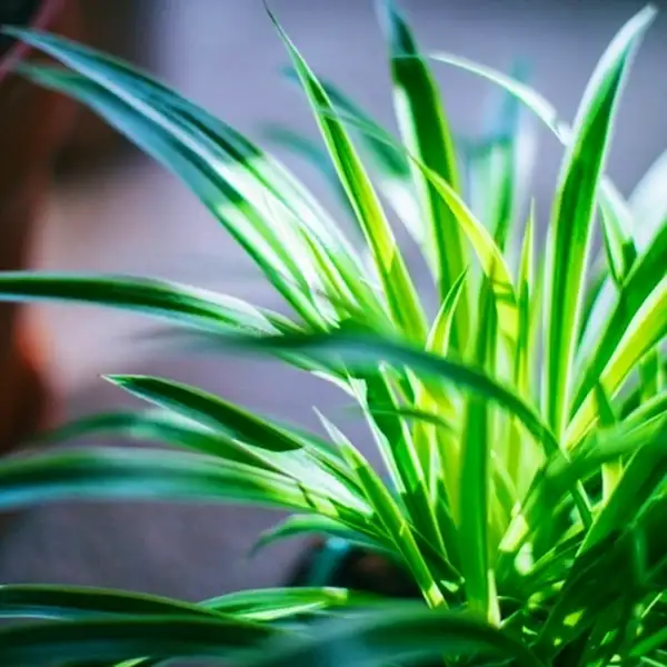 spider plant care ultimate guide