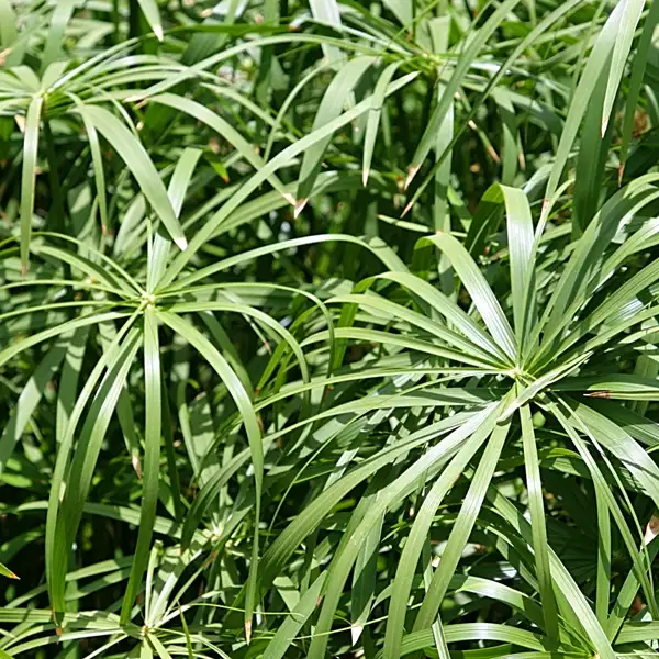 spider plant care