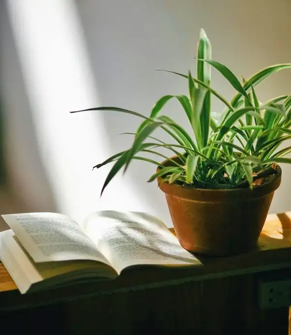 spider plant in a pot indoors