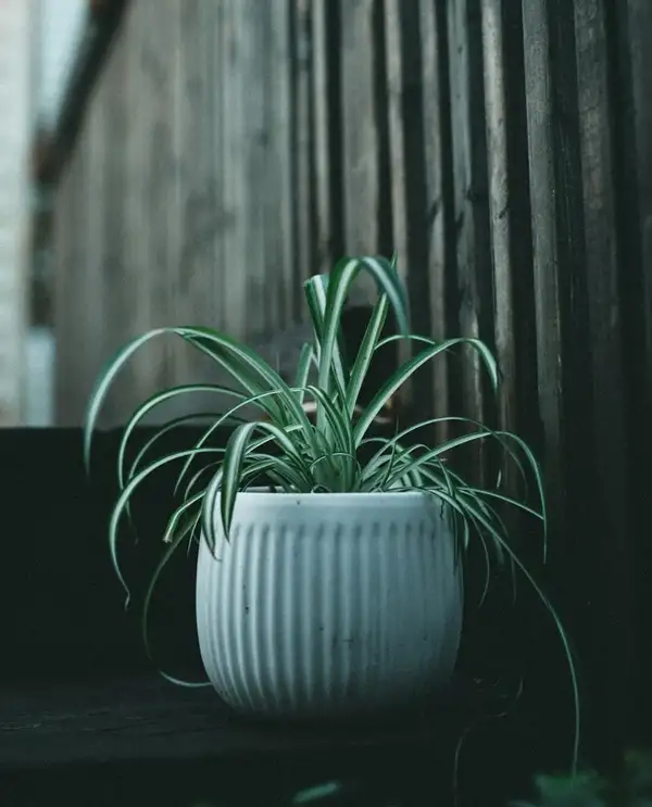 spider plant indoor care