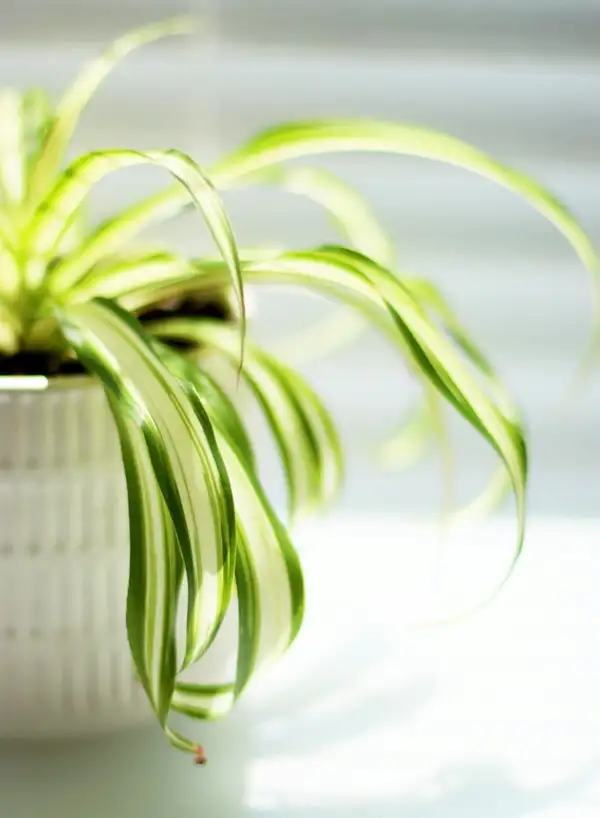 spider plant light requirements