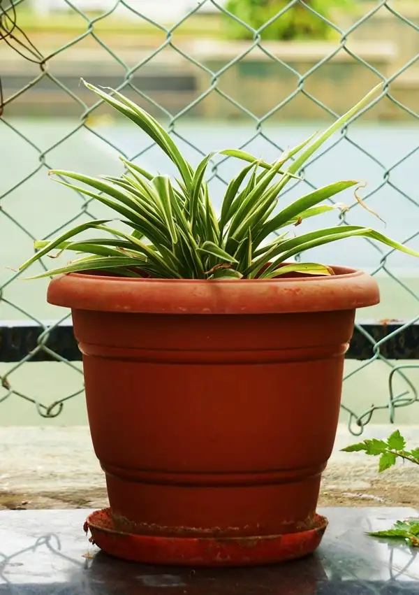 spider plant low light