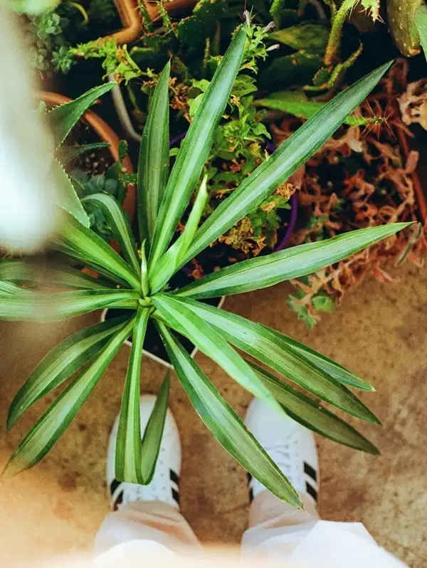 spider plant propagation