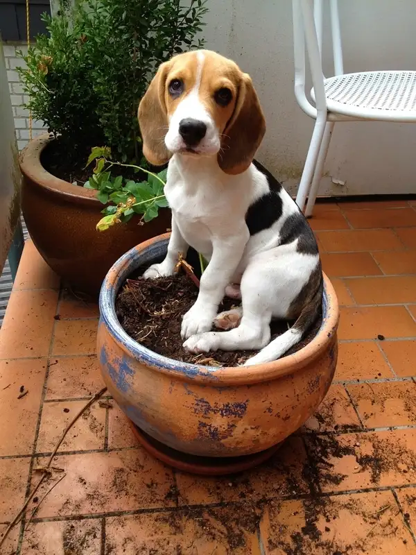 spider plant safe for dogs