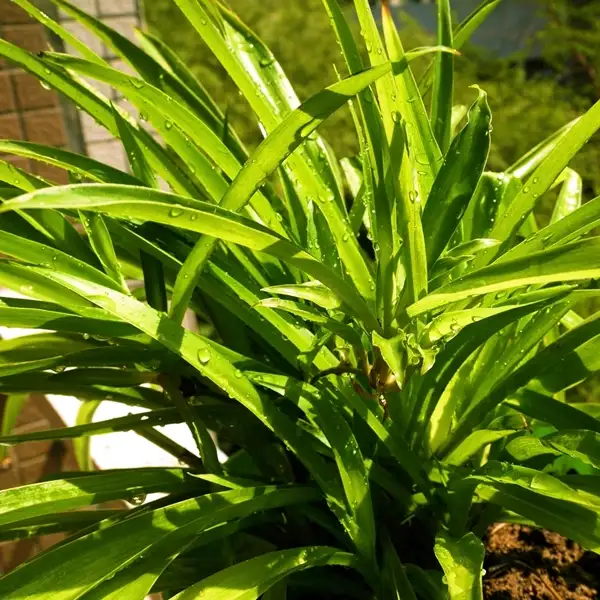 spider plant to pair with croton plant for decoration