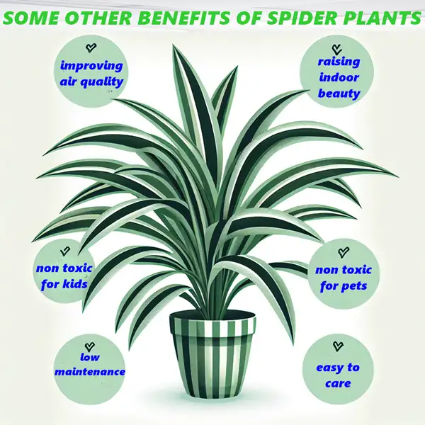 spider plants advantages