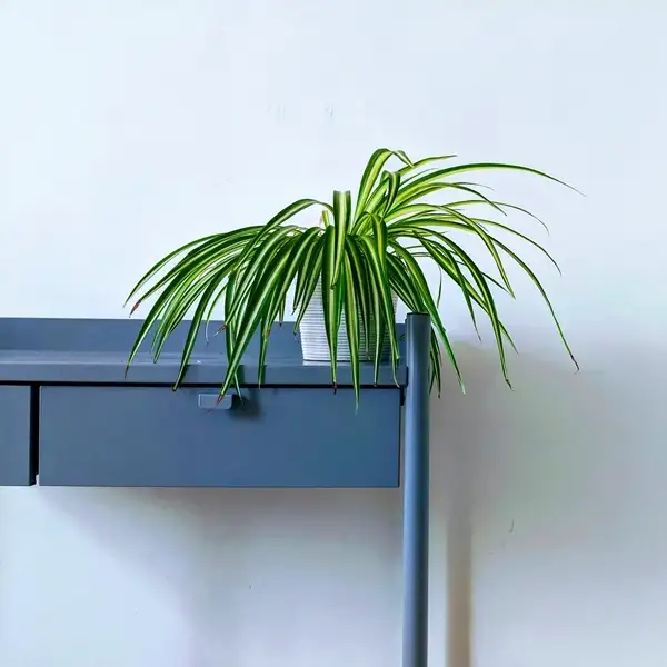 spider plants and light requirements