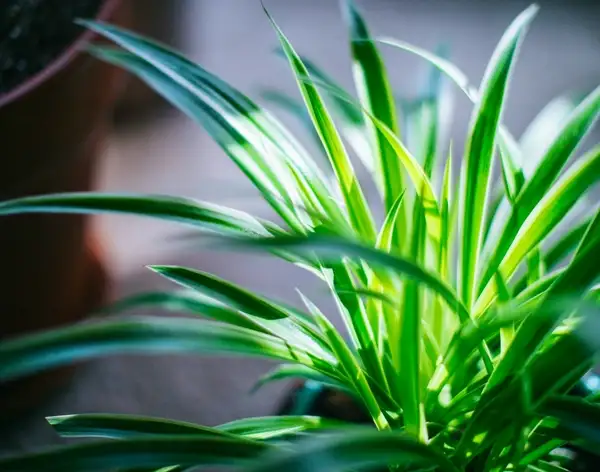 spider plants and sun