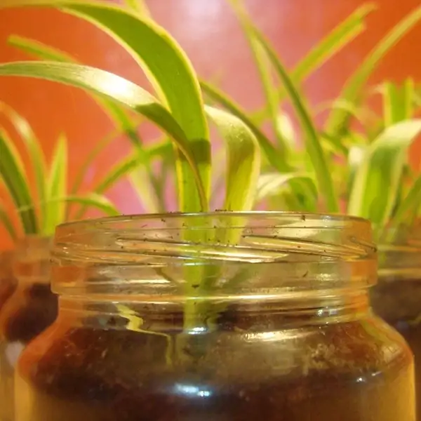 spider plants and sunlight