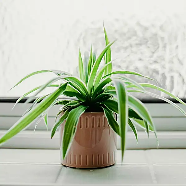 spider plants care outdoors guide