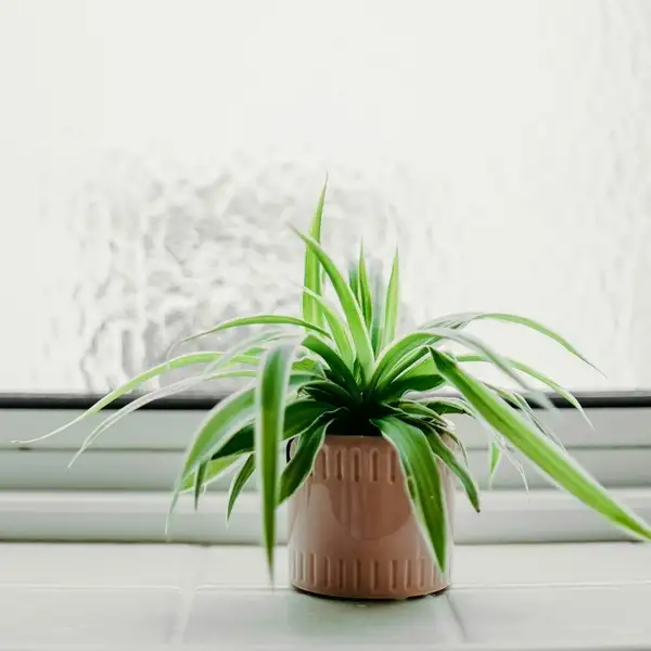 spider plants need sunlight