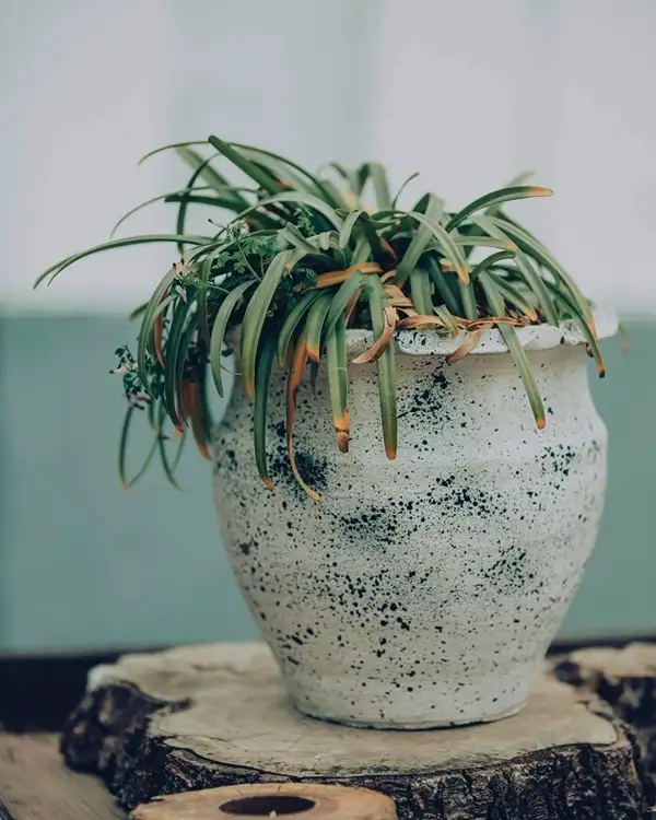 spider plants outside growth