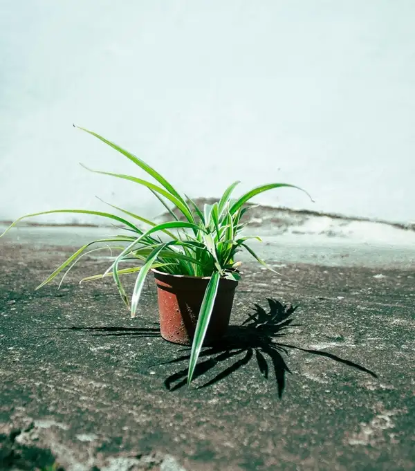 spider plants prefer bright yet indirect sunlight