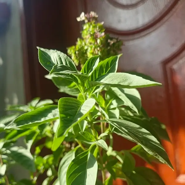 do basil plants need full sun Title: