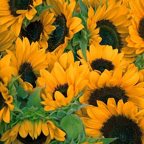 sunflower care guide for beginners