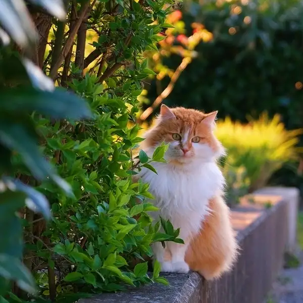 symptoms of plants poising in cats