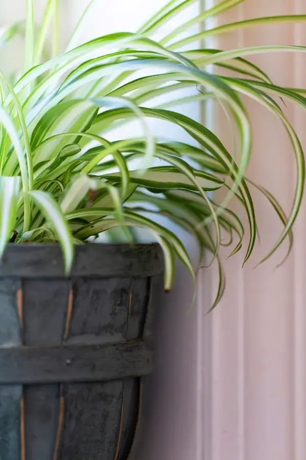 techniques to properly water your spider plant